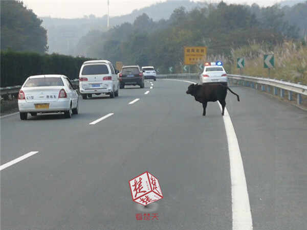 车主指南：小牛误闯高速拦截无果 牛主人牵来母牛引导其离开
