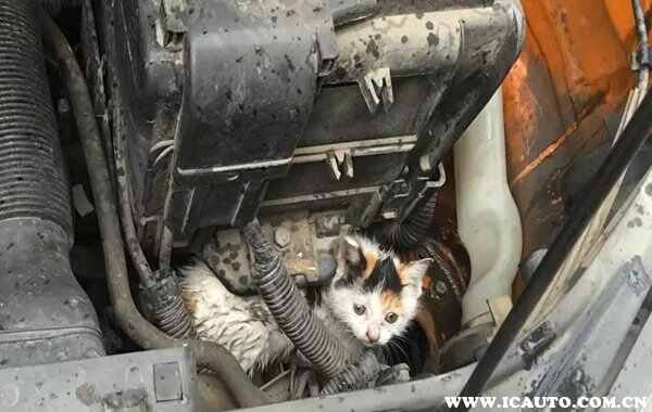 发动机舱进猫小妙招防止猫进入发动机最好方法